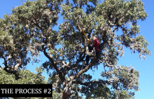 Tree Removal San Antonio