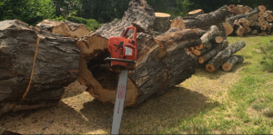 Taking a Tree Down San Antonio