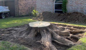 tree stump removal san antonio