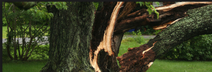 sick tree's cut down