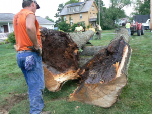 sick tree removal san antonio